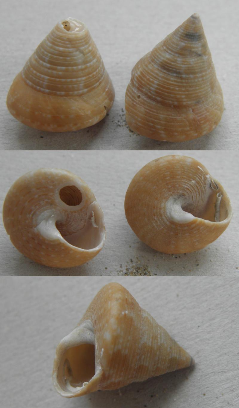 Che Calliostoma?